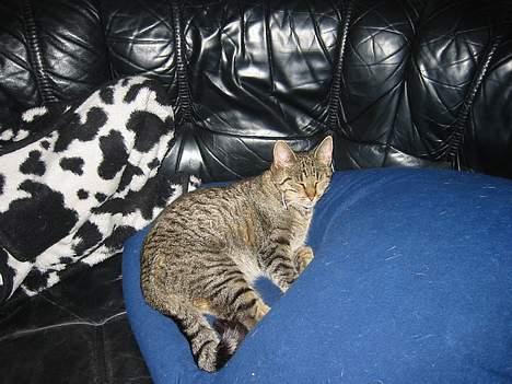 Huskat Sylvester *Aflivet* - Ssshhh jeg sover billede 1