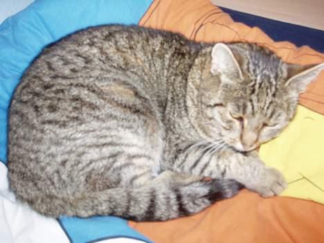 Huskat Sylvester *Aflivet* - ZzZzZzZzZz... billede 3