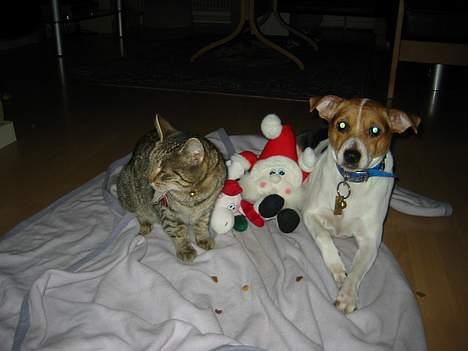 Huskat Sylvester *Aflivet* - Mig og Lady billede 4