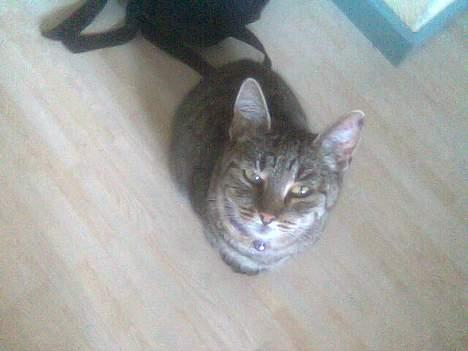 Huskat Sylvester *Aflivet* - Vi prøver lige med et billede oppe fra  billede 5