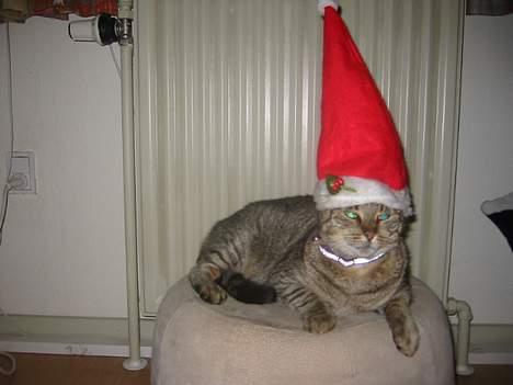 Huskat Sylvester *Aflivet* - Jeg er den glade Drillenisse billede 6