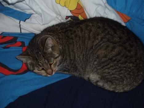 Huskat Sylvester *Aflivet* - Træt efter at ha´ drillet min familie billede 7