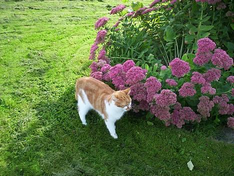 Huskat Frida billede 1