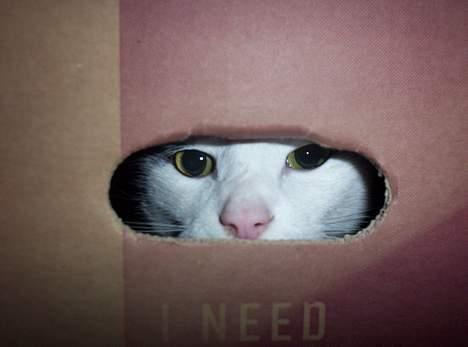 Huskat Arnold - Arnolds papkasseshow. billede 10