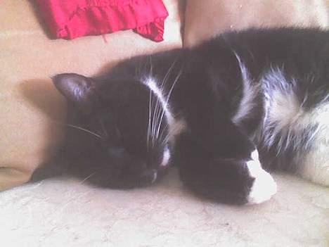 Huskat Emmely billede 16