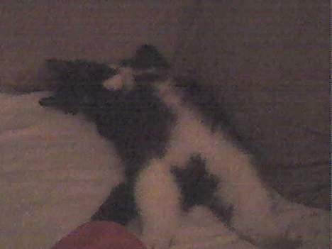 Huskat Emmely billede 17