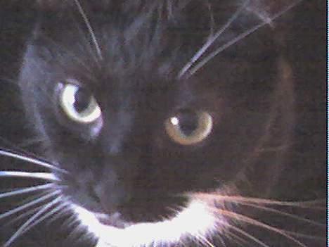 Huskat Emmely billede 18