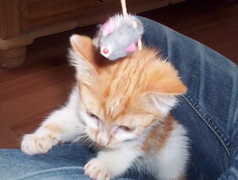 Huskat Frida billede 2