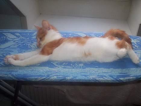 Huskat Frida billede 3