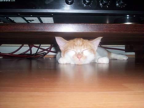 Huskat Frida billede 4