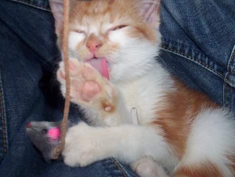 Huskat Frida billede 5