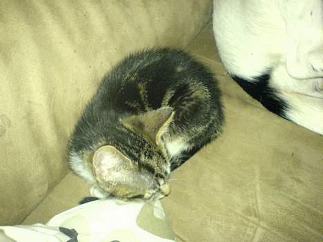 Huskat Miss Diva  DØD 21/1-07 - er jeg ikke bare nuttet. billede 2
