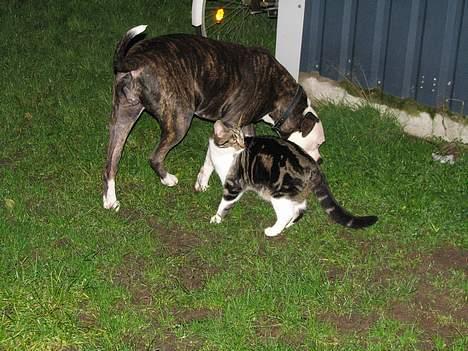 Huskat Miss Diva  DØD 21/1-07 - her er Angel og mig billede 6