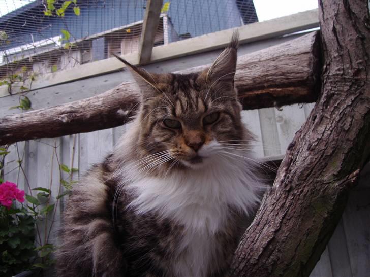 Maine Coon  Olmocabe's Chelonia    billede 1