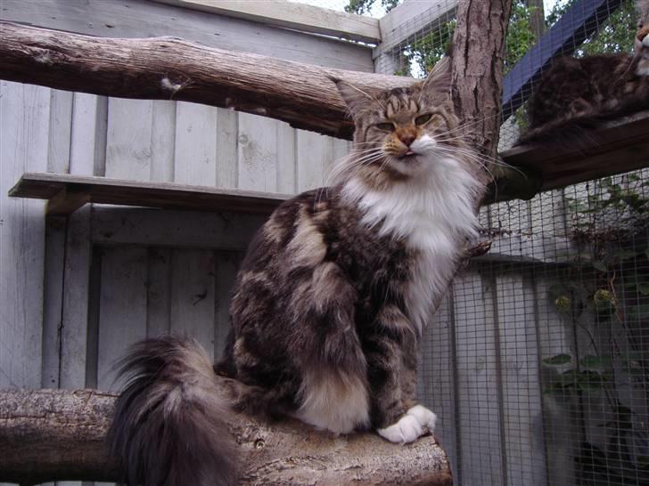 Maine Coon  Olmocabe's Chelonia    billede 2