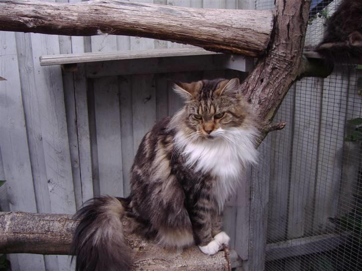 Maine Coon  Olmocabe's Chelonia    billede 3