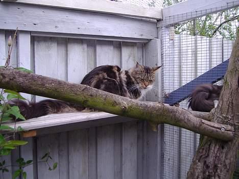 Maine Coon  Olmocabe's Chelonia    billede 4