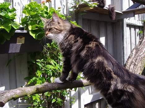 Maine Coon  Olmocabe's Chelonia    billede 5