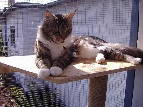 Maine Coon  Olmocabe's Chelonia    billede 6