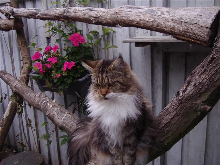 Maine Coon  Olmocabe's Chelonia    billede 7