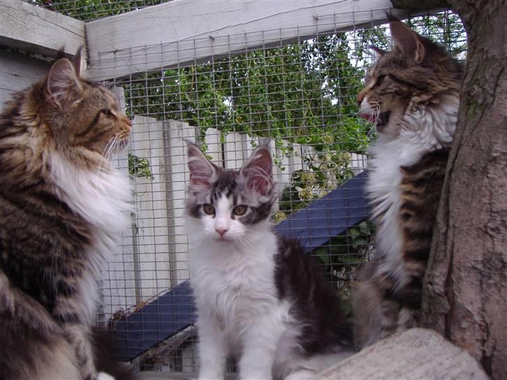 Maine Coon  Olmocabe's Chelonia    -  Chelonia med datter Heaven og barnebarn Sex Bomb billede 8