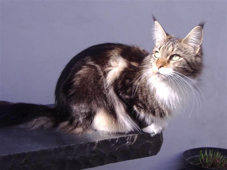 Maine Coon  Olmocabe's Chelonia    billede 9