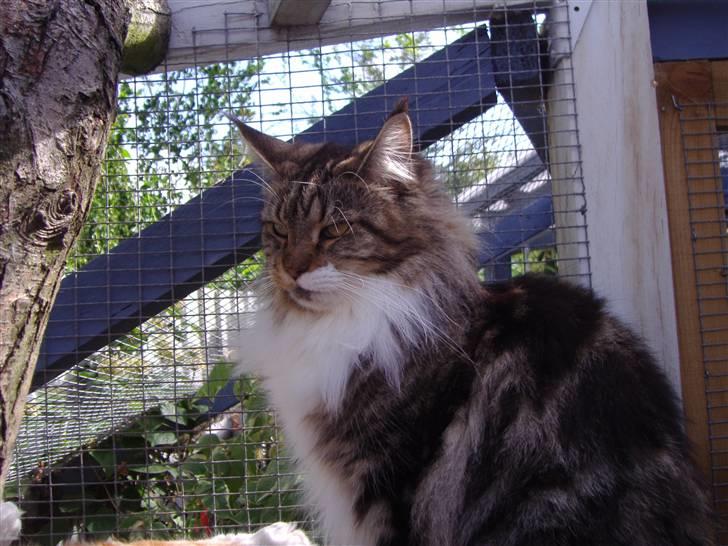 Maine Coon  Olmocabe's Chelonia    -  . billede 10