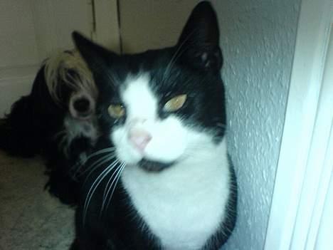 Huskat Pelle - Smukke Pelle billede 1