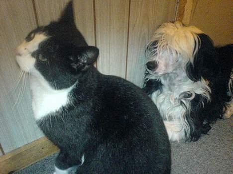 Huskat Pelle - Pelle og Goliat billede 2