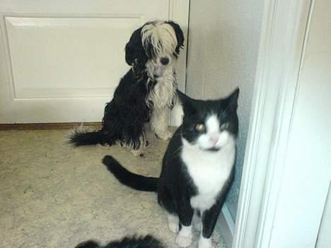 Huskat Pelle - Sidder og slapper af billede 3