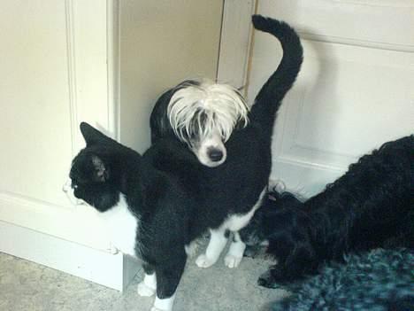 Huskat Pelle - Jeg kæler dig og du kæler mig, Guy slip mit ben billede 4