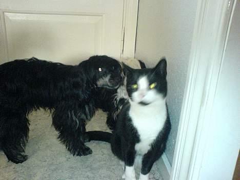 Huskat Pelle - Du må gerne snuse men ikke bide.GGG billede 5