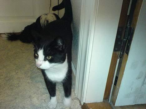 Huskat Pelle - Pelle kæler med dørkarmen billede 6