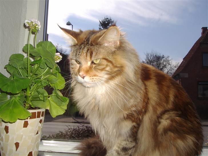 Maine Coon Rushcutter's Jelly Jewel - Jelly Jewel billede 1