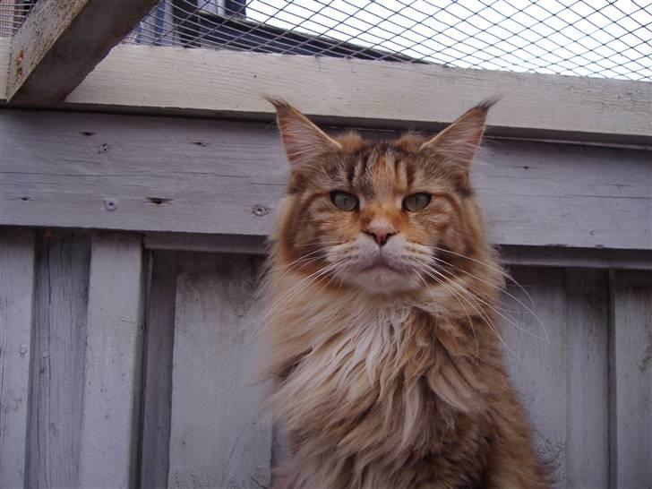 Maine Coon Rushcutter's Jelly Jewel - Jelly Jewel billede 2