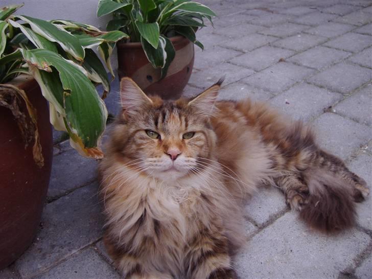 Maine Coon Rushcutter's Jelly Jewel billede 3