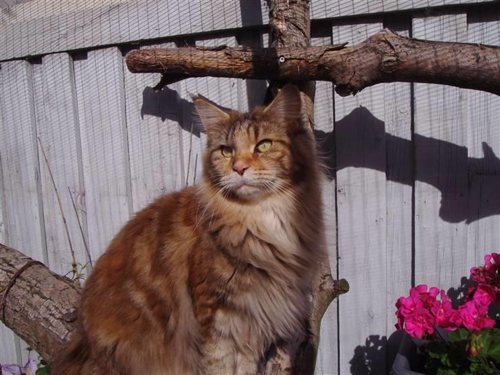 Maine Coon Rushcutter's Jelly Jewel billede 4