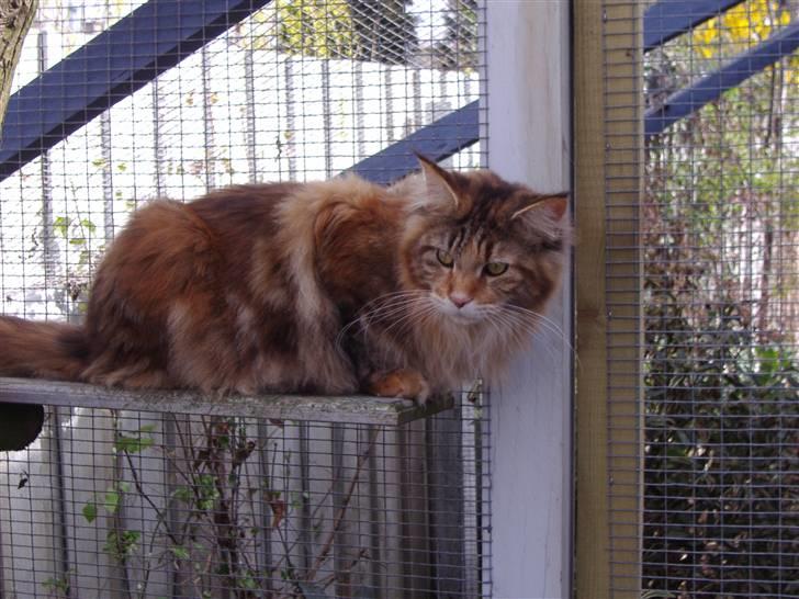 Maine Coon Rushcutter's Jelly Jewel billede 5