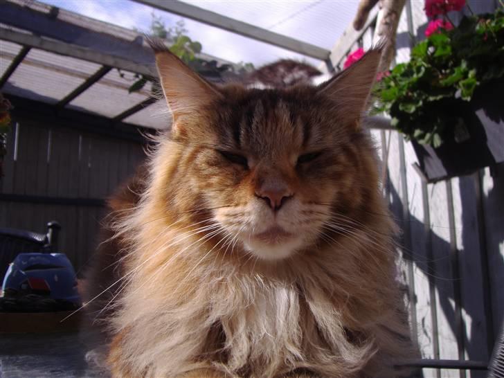 Maine Coon Rushcutter's Jelly Jewel billede 6