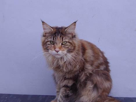 Maine Coon Rushcutter's Jelly Jewel billede 7
