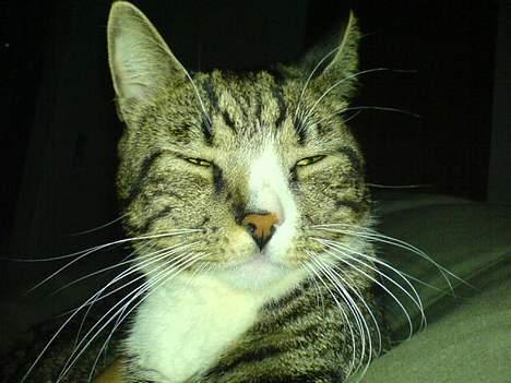 Huskat mulle - Åhh nej ikke igen moar... billede 6