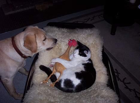 Huskat Arnold - "Halløj Arnold - Det er altså min kylling". billede 11