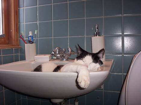 Huskat Arnold - "Kan du ikke se at her er optaget?...". billede 12