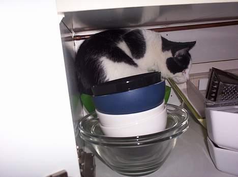 Huskat Arnold - Arnold synes der er så hyggeligt inde i skabet. billede 13