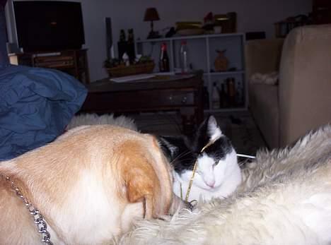 Huskat Arnold - "Søskendekærlighed".. billede 14