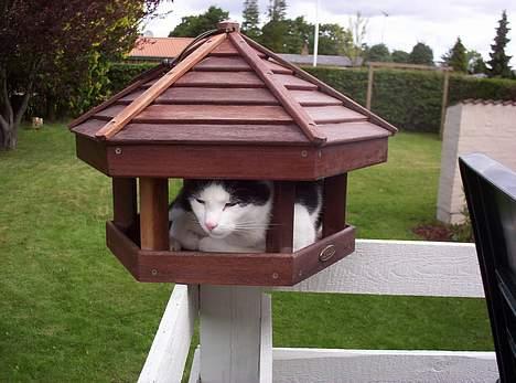 Huskat Arnold - "Jeg tror jeg vi have gråspurv til aften". billede 15