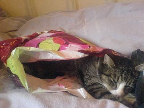 Huskat Sofus <3 - Hvor dum kan man være at ligge sig i en pose. haha :D billede 20