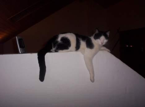 Huskat Arnold - Arnold ligger lige og slapper af. billede 16