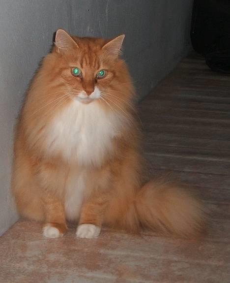 Norsk Skovkat kvik R.i.p - kvikker :D billede 1