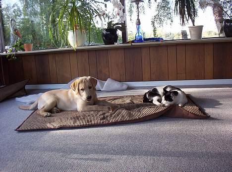 Huskat Arnold - Arnold med sin "bror" da Arnold stadig var den stærkeste :-) billede 18